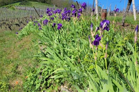 Cliquez pour zoomer ! Photo de cflo68🐞