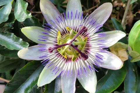 Cliquez pour zoomer ! Photo de cflo68🐞