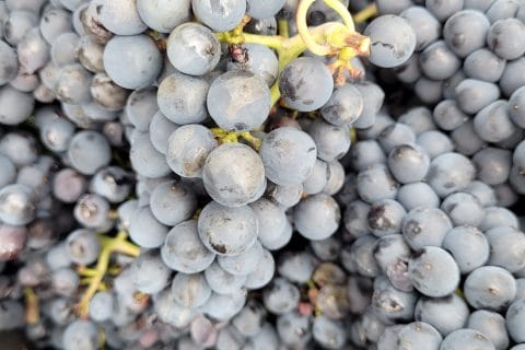 Cliquez pour zoomer ! Gibassier Thermomix par cflo68🐞