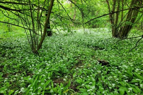 Cliquez pour zoomer ! Pesto à l’ail des ours Thermomix par cflo68🐞
