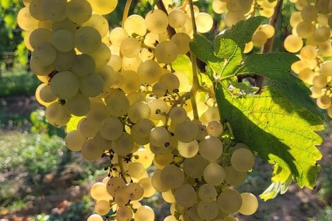 Cliquez pour zoomer ! Jus de raisins Thermomix par cflo68🐞