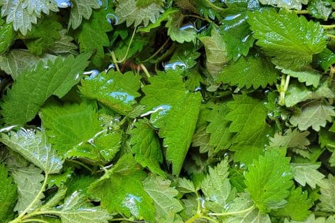 Cliquez pour zoomer ! Soupe d’orties Thermomix par cflo68🐞