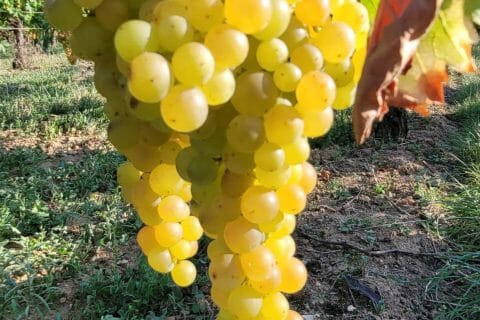 Cliquez pour zoomer ! Jus de raisins Thermomix par cflo68🐞