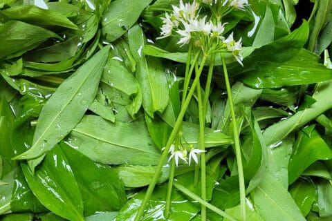 Cliquez pour zoomer ! Pesto à l’ail des ours Thermomix par cflo68🐞