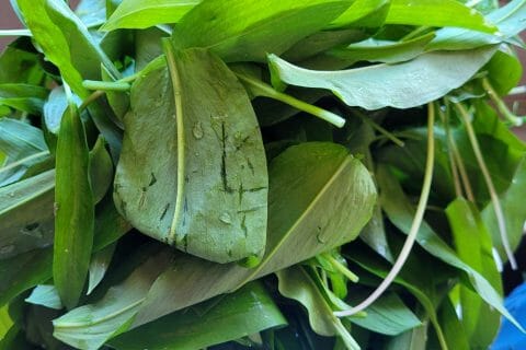 Cliquez pour zoomer ! Pesto aux fanes de radis Thermomix par cflo68🐞