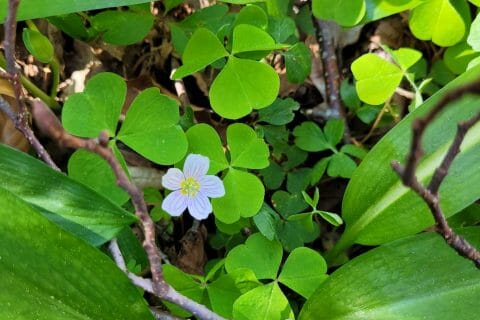 Cliquez pour zoomer ! Pesto aux fanes de radis Thermomix par cflo68🐞
