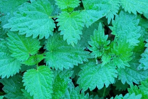 Cliquez pour zoomer ! Soupe d’orties Thermomix par cflo68🐞