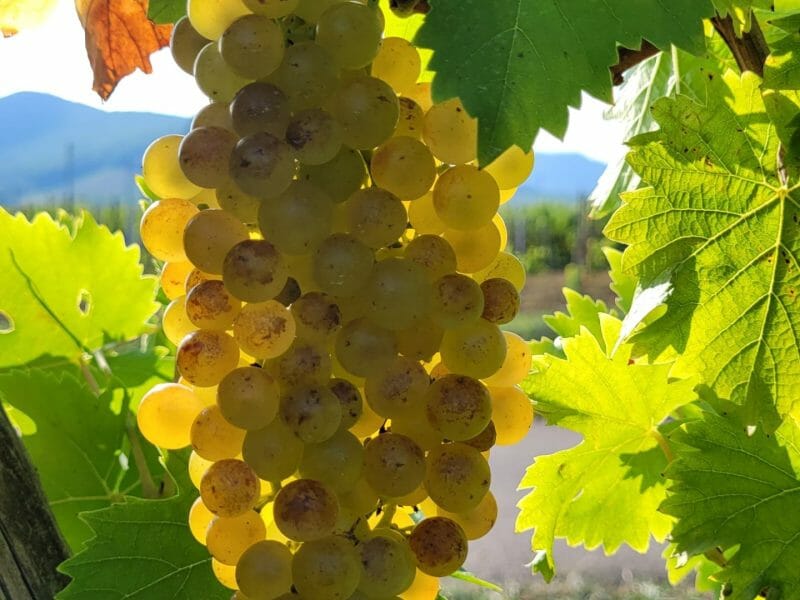 Cliquez pour zoomer ! Jus de raisins Thermomix par cflo68🐞