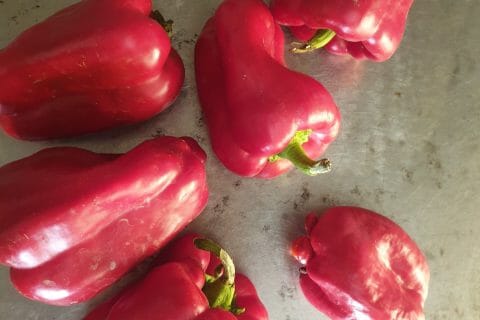 Cliquez pour zoomer ! Pâtes aux tomates et poivrons Thermomix par aurely79