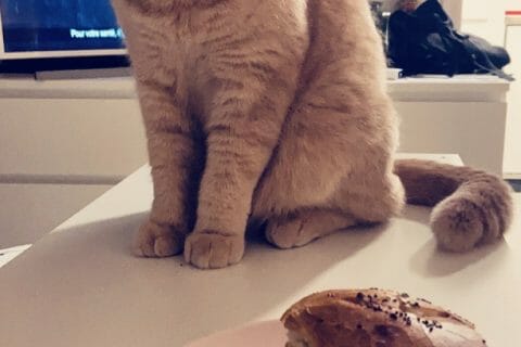 Cliquez pour zoomer ! Pains hamburger Thermomix par Célineee🦋