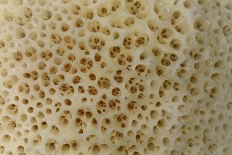 Cliquez pour zoomer ! Baghrir – Crêpes mille trous Thermomix par saf92