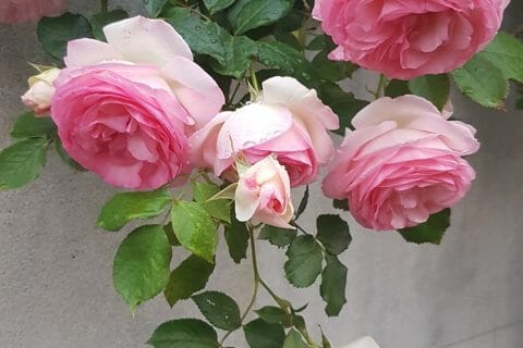 Cliquez pour zoomer ! Photo de kath85