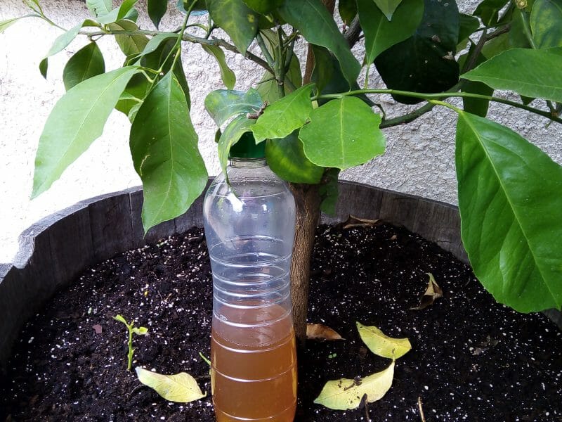 Cliquez pour zoomer ! Sirop de citron Thermomix par Kaya Troua