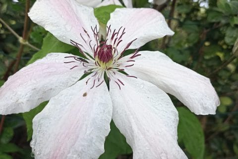 Cliquez pour zoomer ! Photo de tortuenana4