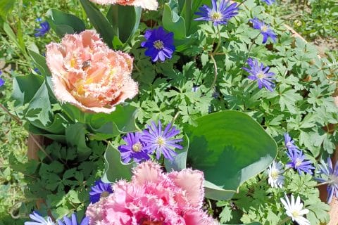 Cliquez pour zoomer ! Photo de tortuenana4