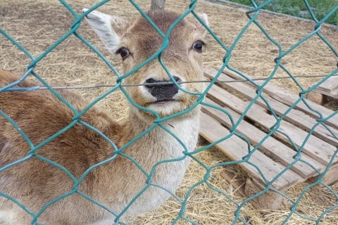 Cliquez pour zoomer ! Photo de tortuenana4