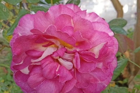 Cliquez pour zoomer ! Photo de tortuenana4