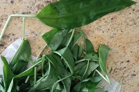 Cliquez pour zoomer ! Pesto aux tomates séchées et à l’ail des ours Thermomix par tortuenana4