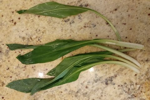 Cliquez pour zoomer ! Pesto à l’ail des ours Thermomix par tortuenana4