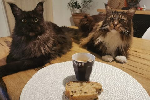 Cliquez pour zoomer ! Brioche à l’eau gazeuse Thermomix par melmathys