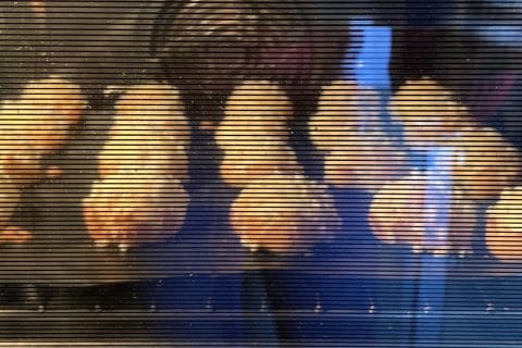 Cliquez pour zoomer ! Photo de umati