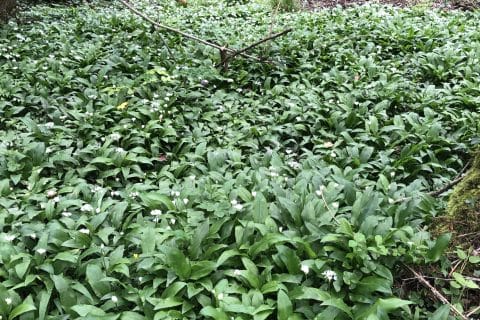 Cliquez pour zoomer ! Photo de Laurence44880