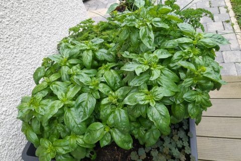 Cliquez pour zoomer ! Photo de MOMOCATE