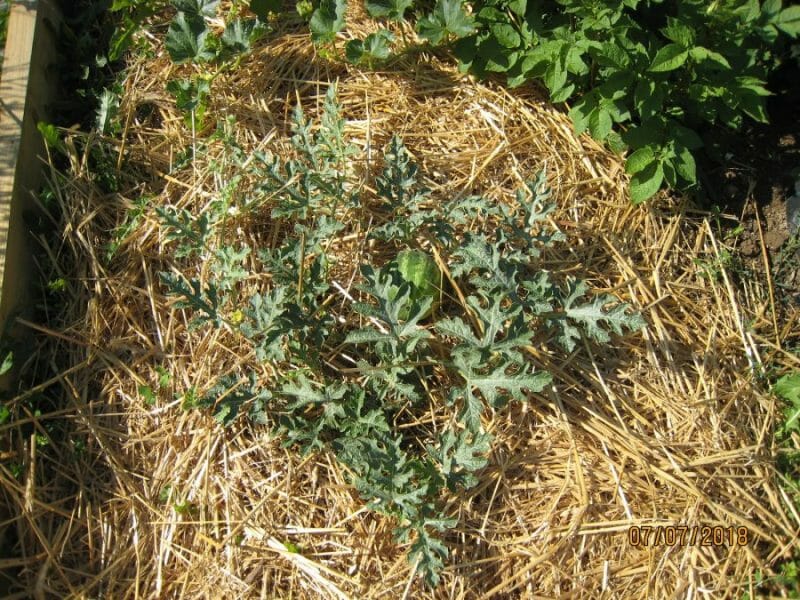 Cliquez pour zoomer ! Sorbet à la pastèque Thermomix par Pascale Lascoux