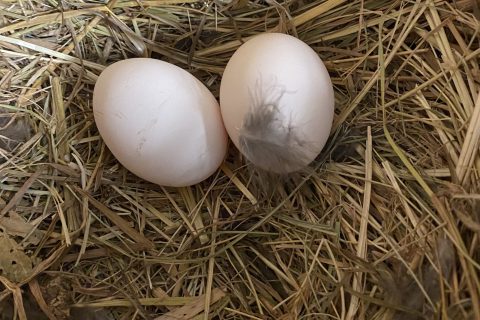 Cliquez pour zoomer ! Galette de légumes et saumon fumé Thermomix par Miminefer