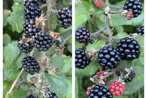 Cliquez pour zoomer ! Confiture de mûres Thermomix par Miminefer