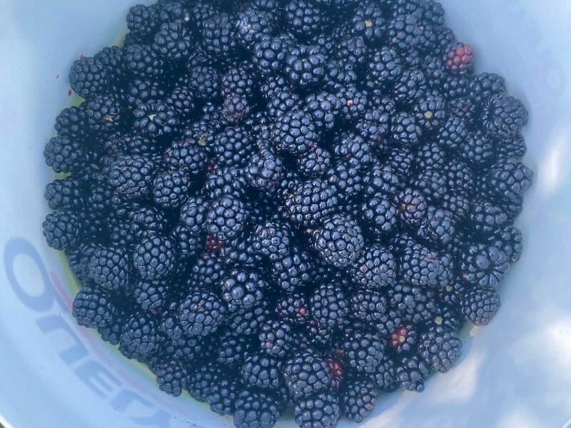 Cliquez pour zoomer ! Confiture de mûres Thermomix par Miminefer