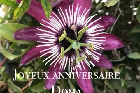 Cliquez pour zoomer ! Photo de Miminefer