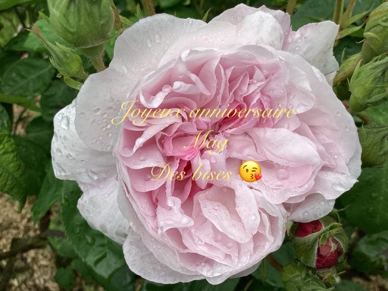 Cliquez pour zoomer ! Photo de Miminefer Thermomix par Miminefer