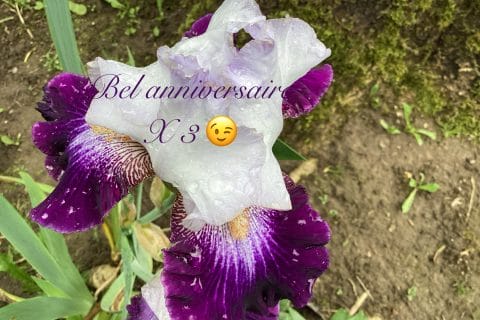 Cliquez pour zoomer ! Photo de Miminefer