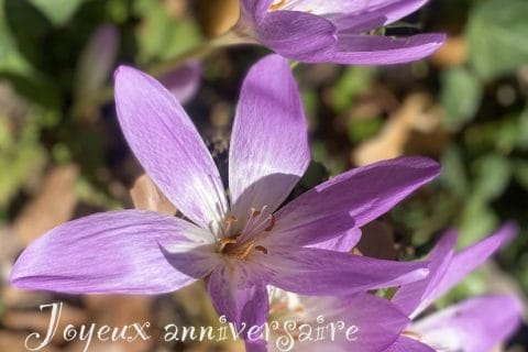 Cliquez pour zoomer ! Photo de Miminefer