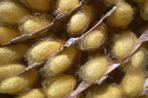 Cliquez pour zoomer ! Photo de Miminefer