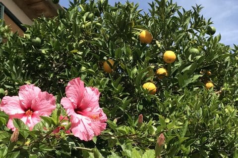 Cliquez pour zoomer ! Photo de miminefer