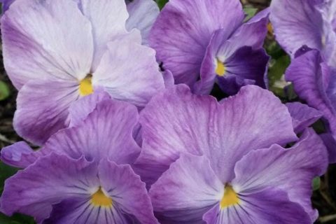 Cliquez pour zoomer ! Photo de Miminefer