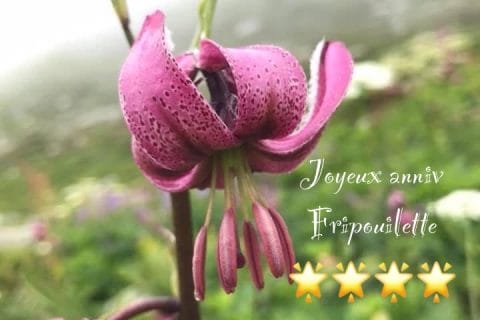 Cliquez pour zoomer ! Photo de Miminefer