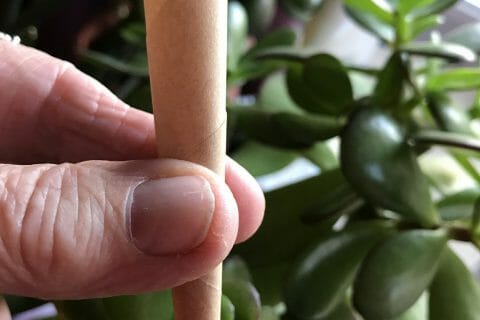 Cliquez pour zoomer ! Photo de Miminefer