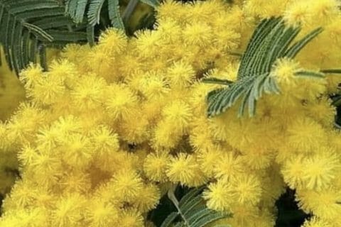 Cliquez pour zoomer ! Photo de Miminefer