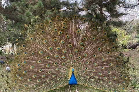 Cliquez pour zoomer ! Photo de Miminefer