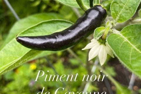 Cliquez pour zoomer ! Photo de Miminefer Thermomix par Miminefer