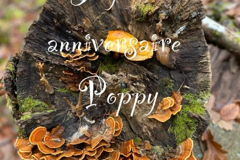 Cliquez pour zoomer ! Photo de Miminefer