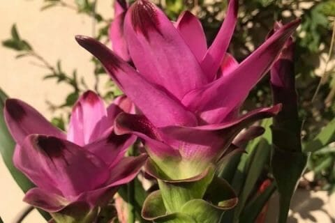 Cliquez pour zoomer ! Photo de Miminefer Thermomix par Miminefer