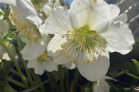 Cliquez pour zoomer ! Photo de Miminefer