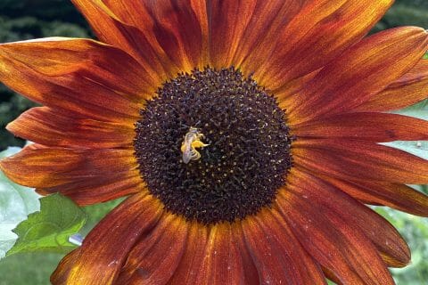 Cliquez pour zoomer ! Photo de Miminefer