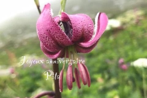 Cliquez pour zoomer ! Photo de Miminefer