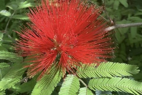 Cliquez pour zoomer ! Photo de Miminefer