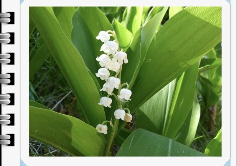 Cliquez pour zoomer ! Photo de Miminefer Thermomix par Miminefer